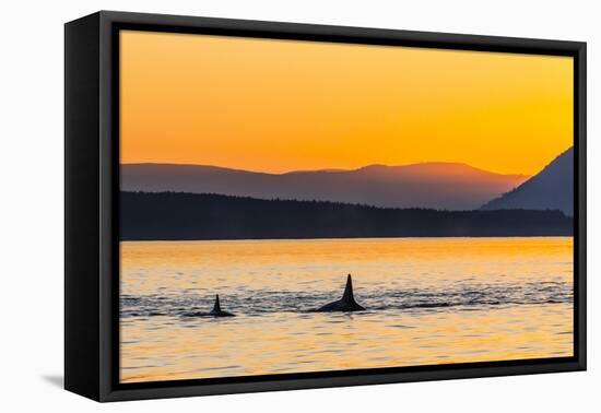 Transient Killer Whales (Orcinus Orca) Surfacing at Sunset-Michael Nolan-Framed Stretched Canvas