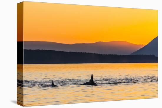 Transient Killer Whales (Orcinus Orca) Surfacing at Sunset-Michael Nolan-Stretched Canvas