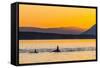 Transient Killer Whales (Orcinus Orca) Surfacing at Sunset-Michael Nolan-Framed Stretched Canvas