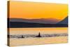 Transient Killer Whales (Orcinus Orca) Surfacing at Sunset-Michael Nolan-Stretched Canvas