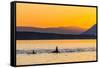 Transient Killer Whales (Orcinus Orca) Surfacing at Sunset-Michael Nolan-Framed Stretched Canvas