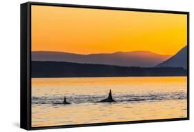 Transient Killer Whales (Orcinus Orca) Surfacing at Sunset-Michael Nolan-Framed Stretched Canvas