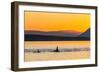 Transient Killer Whales (Orcinus Orca) Surfacing at Sunset-Michael Nolan-Framed Photographic Print