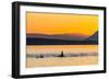 Transient Killer Whales (Orcinus Orca) Surfacing at Sunset-Michael Nolan-Framed Photographic Print