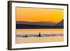 Transient Killer Whales (Orcinus Orca) Surfacing at Sunset-Michael Nolan-Framed Photographic Print