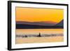 Transient Killer Whales (Orcinus Orca) Surfacing at Sunset-Michael Nolan-Framed Photographic Print