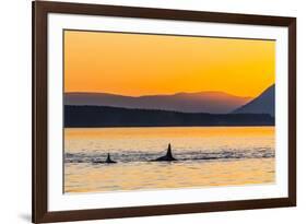 Transient Killer Whales (Orcinus Orca) Surfacing at Sunset-Michael Nolan-Framed Photographic Print