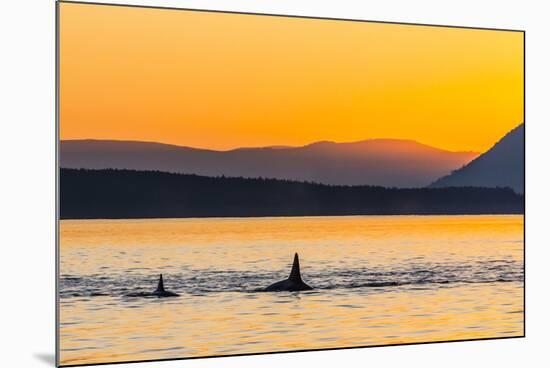 Transient Killer Whales (Orcinus Orca) Surfacing at Sunset-Michael Nolan-Mounted Photographic Print