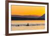 Transient Killer Whales (Orcinus Orca) Surfacing at Sunset-Michael Nolan-Framed Photographic Print