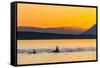 Transient Killer Whales (Orcinus Orca) Surfacing at Sunset-Michael Nolan-Framed Stretched Canvas