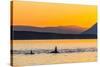 Transient Killer Whales (Orcinus Orca) Surfacing at Sunset-Michael Nolan-Stretched Canvas