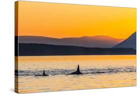 Transient Killer Whales (Orcinus Orca) Surfacing at Sunset-Michael Nolan-Stretched Canvas