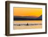 Transient Killer Whales (Orcinus Orca) Surfacing at Sunset-Michael Nolan-Framed Photographic Print