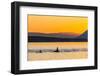 Transient Killer Whales (Orcinus Orca) Surfacing at Sunset-Michael Nolan-Framed Photographic Print