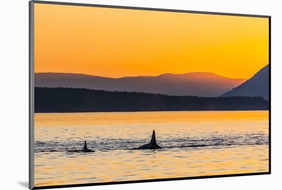 Transient Killer Whales (Orcinus Orca) Surfacing at Sunset-Michael Nolan-Mounted Photographic Print