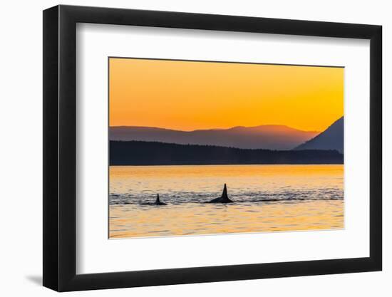 Transient Killer Whales (Orcinus Orca) Surfacing at Sunset-Michael Nolan-Framed Premium Photographic Print