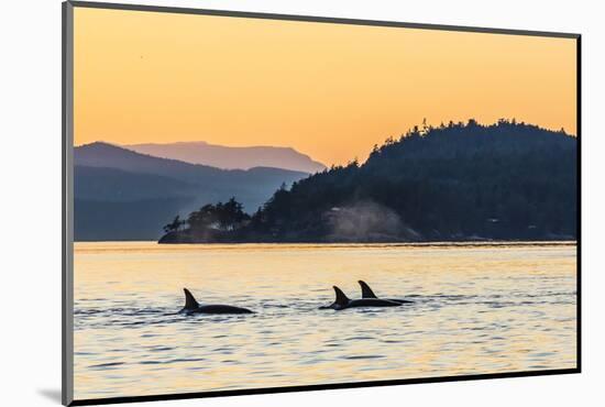 Transient Killer Whales (Orcinus Orca) Surfacing at Sunset-Michael Nolan-Mounted Photographic Print