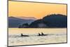 Transient Killer Whales (Orcinus Orca) Surfacing at Sunset-Michael Nolan-Mounted Photographic Print