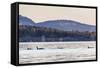 Transient Killer Whales (Orcinus Orca)-Michael Nolan-Framed Stretched Canvas