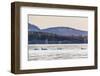 Transient Killer Whales (Orcinus Orca)-Michael Nolan-Framed Photographic Print