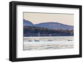 Transient Killer Whales (Orcinus Orca)-Michael Nolan-Framed Photographic Print