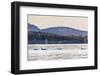 Transient Killer Whales (Orcinus Orca)-Michael Nolan-Framed Photographic Print