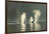 Transient Orca Killer Whales, Pacific Northwest-Stuart Westmorland-Framed Premium Photographic Print