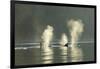 Transient Orca Killer Whales, Pacific Northwest-Stuart Westmorland-Framed Premium Photographic Print