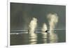 Transient Orca Killer Whales, Pacific Northwest-Stuart Westmorland-Framed Photographic Print