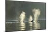 Transient Orca Killer Whales, Pacific Northwest-Stuart Westmorland-Mounted Photographic Print