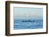 Transient Orca Killer Whales, Pacific Northwest-Stuart Westmorland-Framed Photographic Print