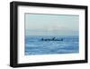 Transient Orca Killer Whales, Pacific Northwest-Stuart Westmorland-Framed Photographic Print