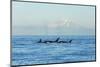 Transient Orca Killer Whales, Pacific Northwest-Stuart Westmorland-Mounted Photographic Print