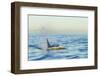 Transient Orca Killer Whales, Pacific Northwest-Stuart Westmorland-Framed Photographic Print