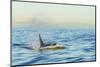 Transient Orca Killer Whales, Pacific Northwest-Stuart Westmorland-Mounted Photographic Print