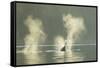 Transient Orca Killer Whales, Pacific Northwest-Stuart Westmorland-Framed Stretched Canvas