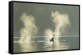 Transient Orca Killer Whales, Pacific Northwest-Stuart Westmorland-Framed Stretched Canvas