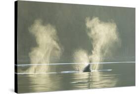 Transient Orca Killer Whales, Pacific Northwest-Stuart Westmorland-Stretched Canvas