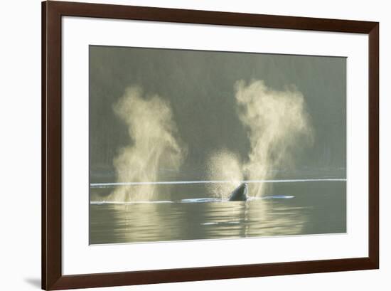 Transient Orca Killer Whales, Pacific Northwest-Stuart Westmorland-Framed Photographic Print