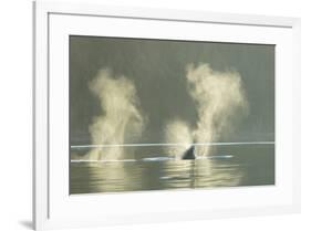 Transient Orca Killer Whales, Pacific Northwest-Stuart Westmorland-Framed Photographic Print