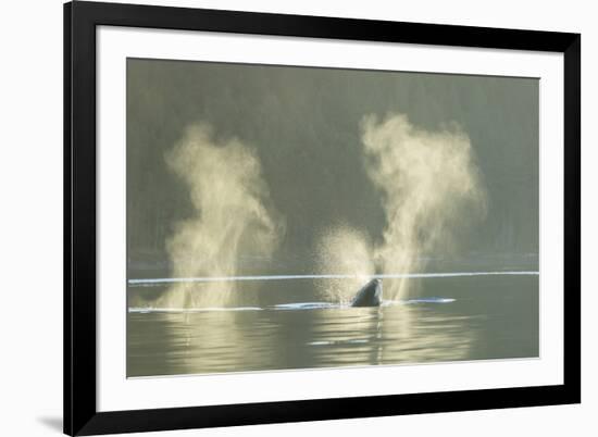 Transient Orca Killer Whales, Pacific Northwest-Stuart Westmorland-Framed Photographic Print