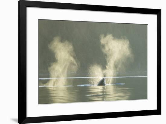 Transient Orca Killer Whales, Pacific Northwest-Stuart Westmorland-Framed Photographic Print