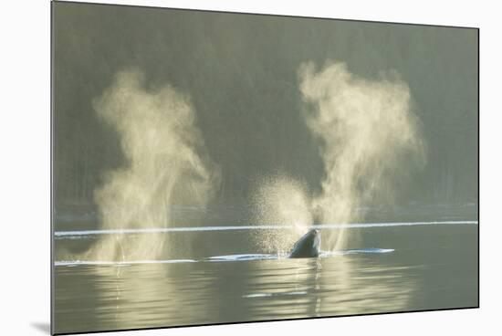 Transient Orca Killer Whales, Pacific Northwest-Stuart Westmorland-Mounted Photographic Print