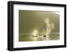 Transient Orca Killer Whales, Pacific Northwest-Stuart Westmorland-Framed Photographic Print