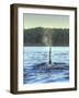 Transient Orca Whales near D'Arcy Island, Gulf Island National Park Reserve, British Columbia, Cana-Stuart Westmorland-Framed Photographic Print