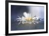 Transient Reflections-Valda Bailey-Framed Photographic Print