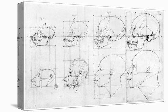Transition from the Monkey to Apollo, c.1791-Petrus Camper-Stretched Canvas