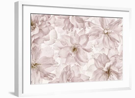 Translucent Cherry Blossom-Cora Niele-Framed Photographic Print