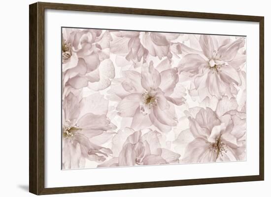 Translucent Cherry Blossom-Cora Niele-Framed Photographic Print