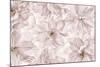 Translucent Cherry Blossom-Cora Niele-Mounted Photographic Print